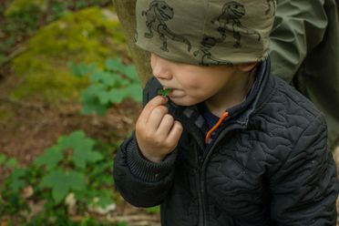 Skovgruppebarn i Lille-Gryn smager på skovsyre i skoven ved Svaneke på Bornholm.