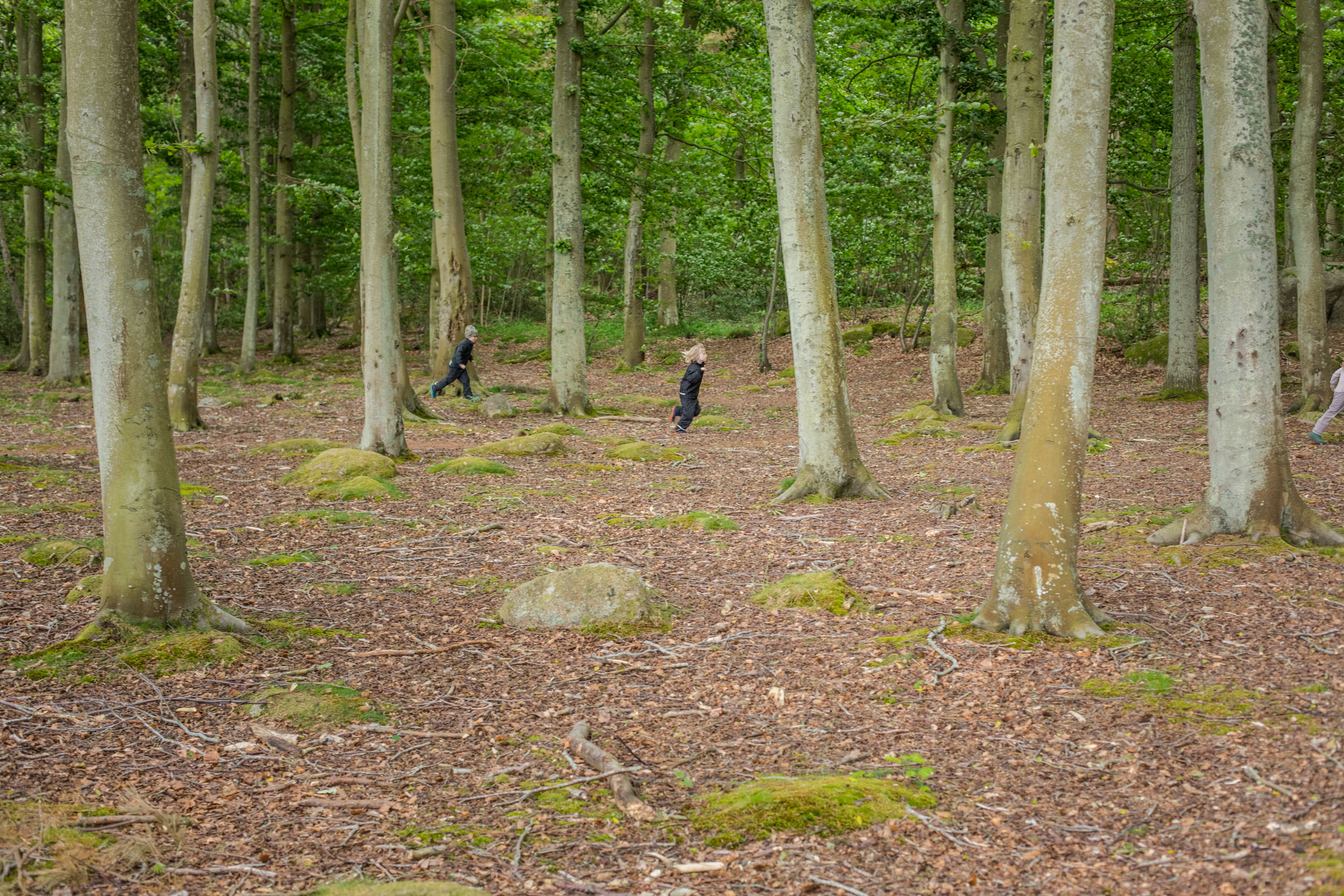 Skovbørnene i Lille-Gryn løber og leger i Nordskoven.